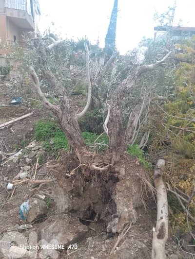 شجر زيتون للبيع