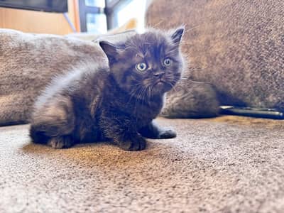 5 cats female and male