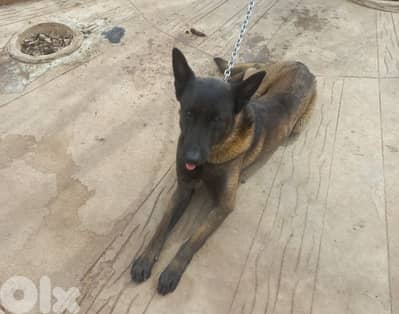 مالينوا  للبيع