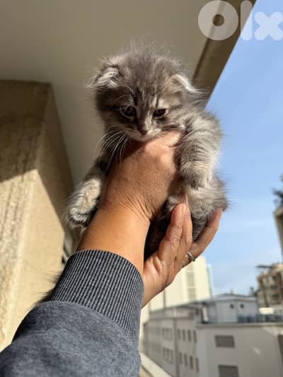 silver Scottish fold