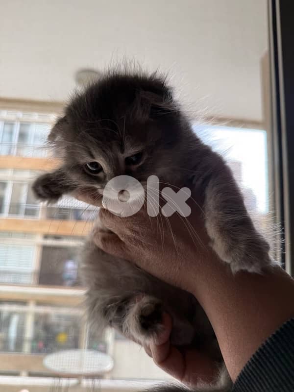 silver Scottish fold 1