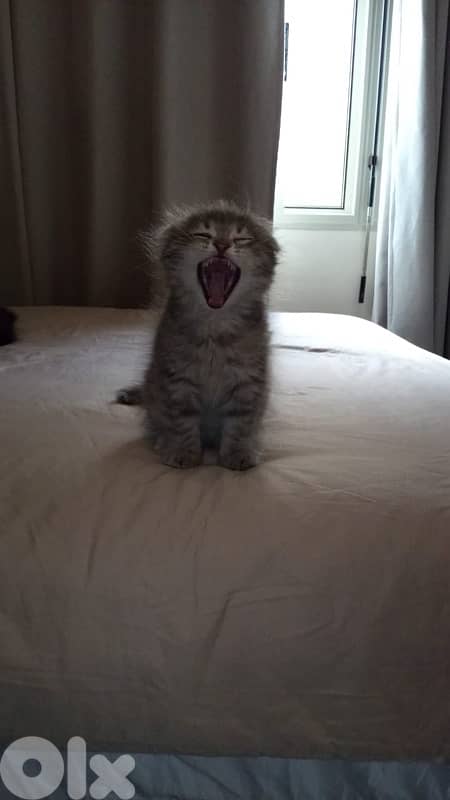 silver Scottish fold 3