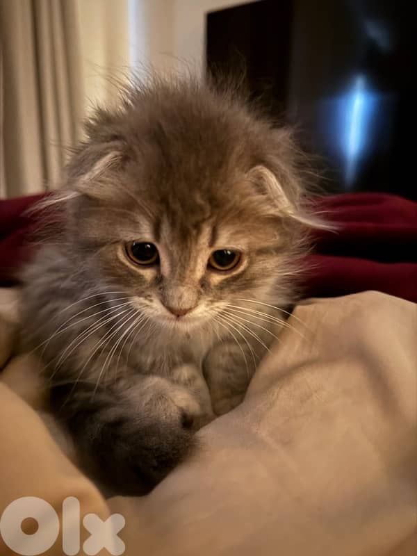 silver Scottish fold 4