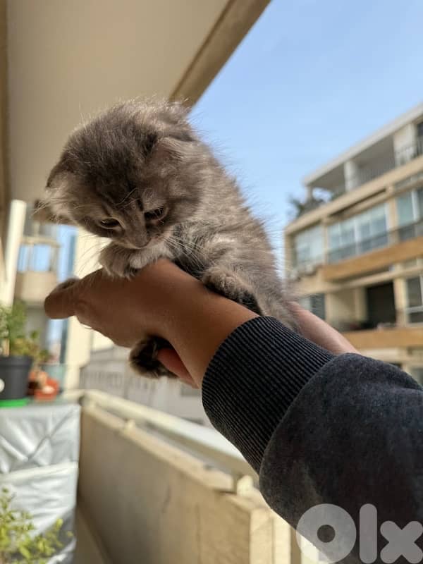 silver Scottish fold 7