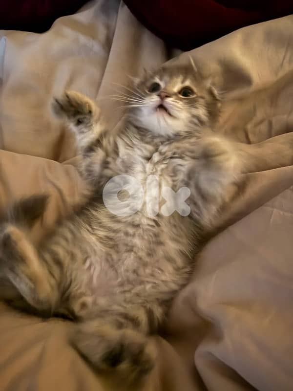 silver Scottish fold 8