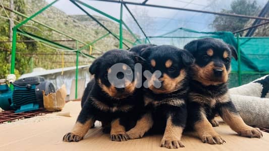 rottweiller