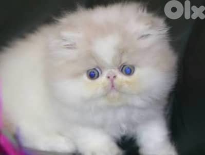 exotic Persian kittens