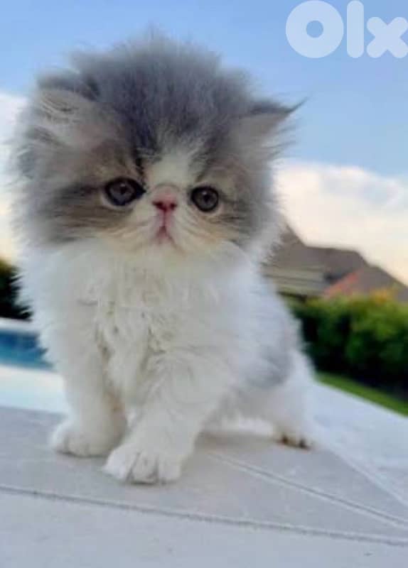 exotic Persian kittens 1