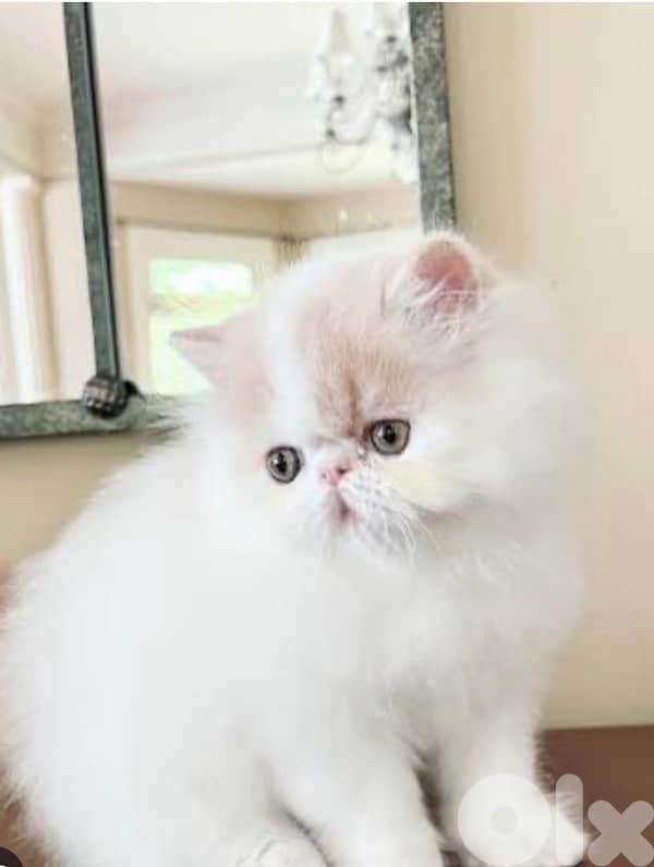 exotic Persian kittens 2