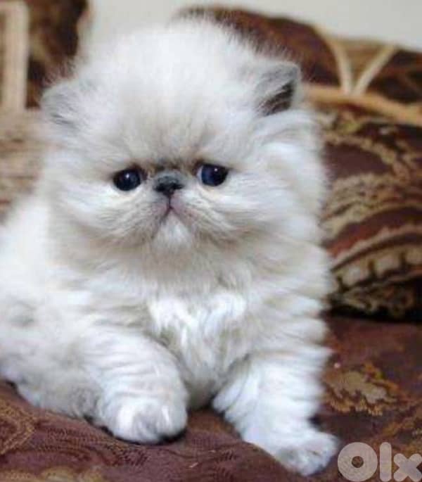 exotic Persian kittens 3