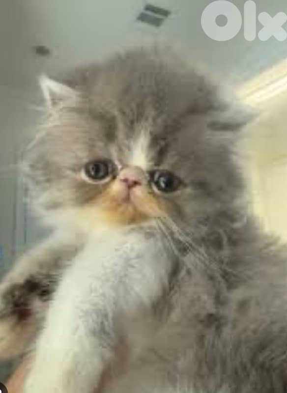 exotic Persian kittens 4