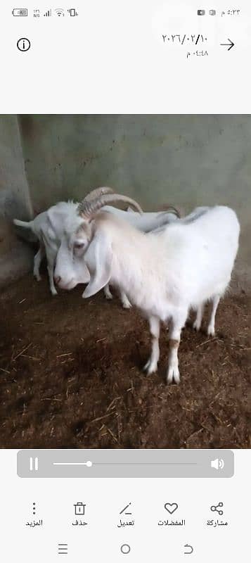 عنزتين للبيع