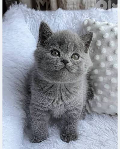 British shorthair