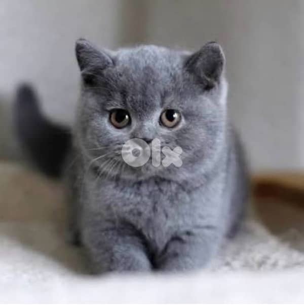 British shorthair 1
