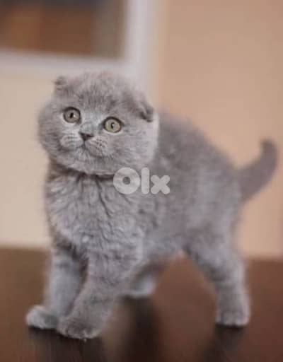 Scottish fold kittens
