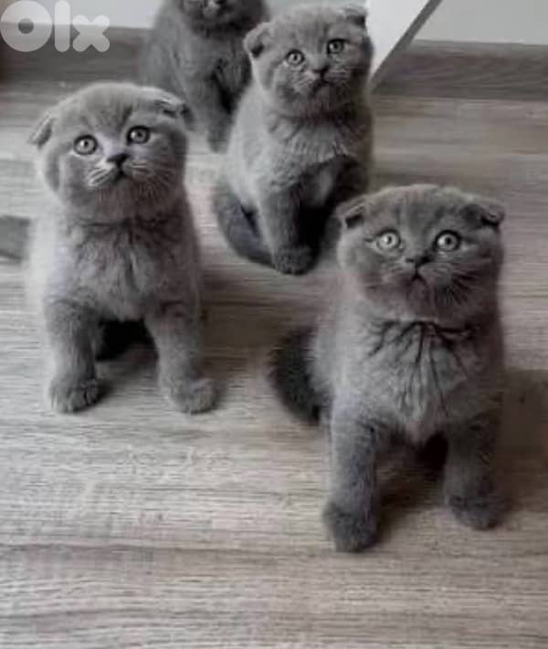 Scottish fold kittens 1