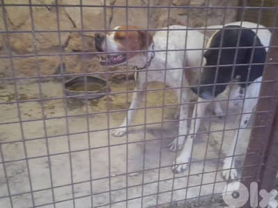 الجنوب ،صور