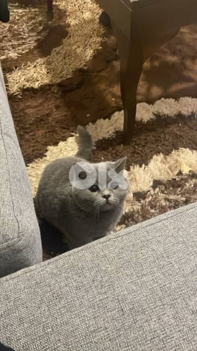 british shorthair