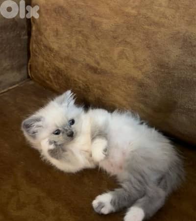 ragdoll and himalayen pointed kittens