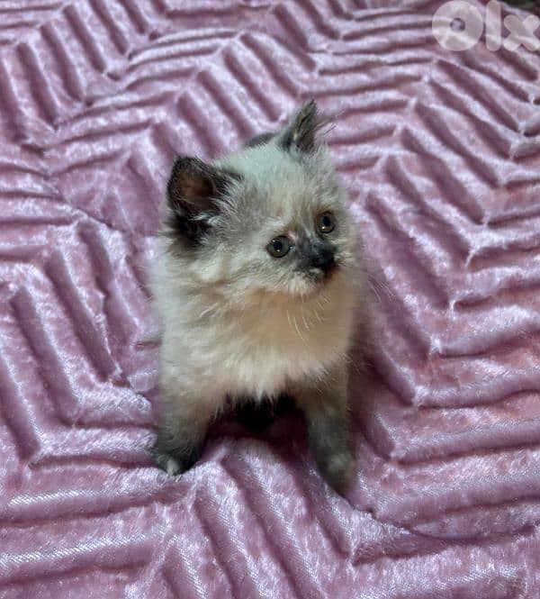 ragdoll and himalayen pointed kittens 1