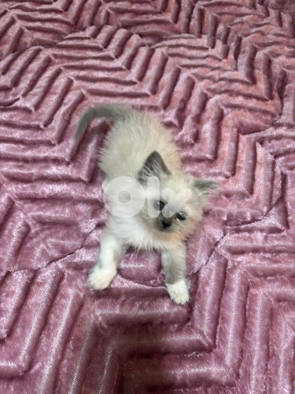 ragdoll and himalayen pointed kittens 2