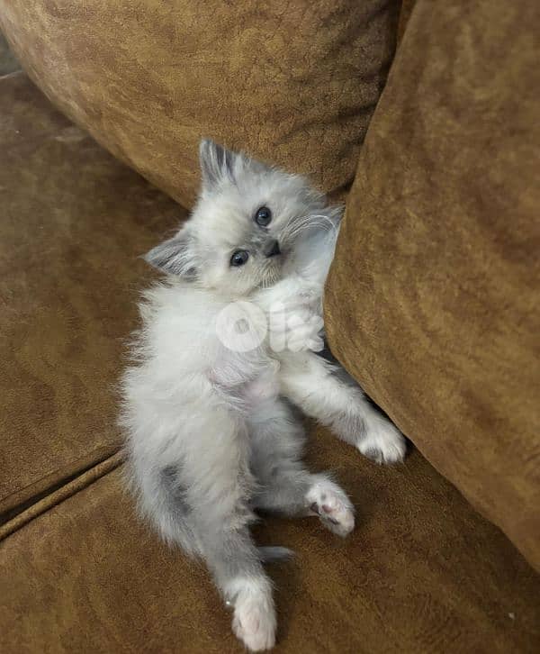 ragdoll and himalayen pointed kittens 3