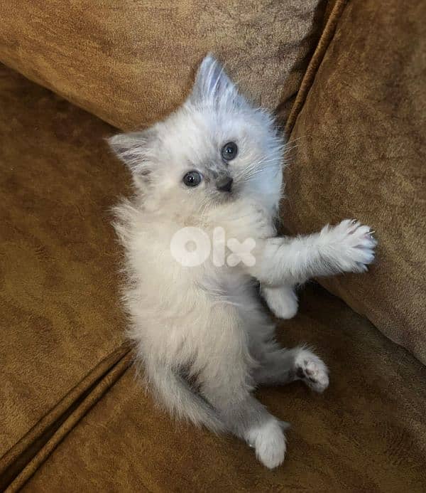 ragdoll and himalayen pointed kittens 4
