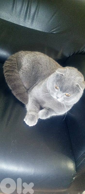 Scottish fold male