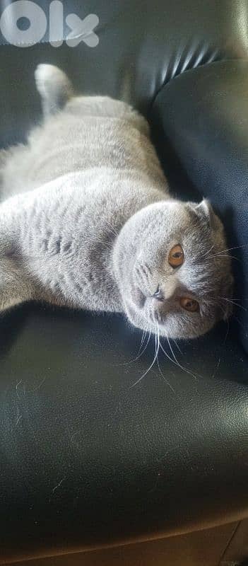 Scottish fold male 1