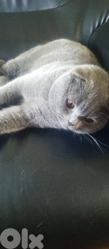 Scottish fold male 2