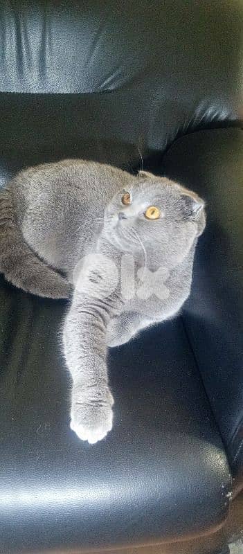 Scottish fold male 3