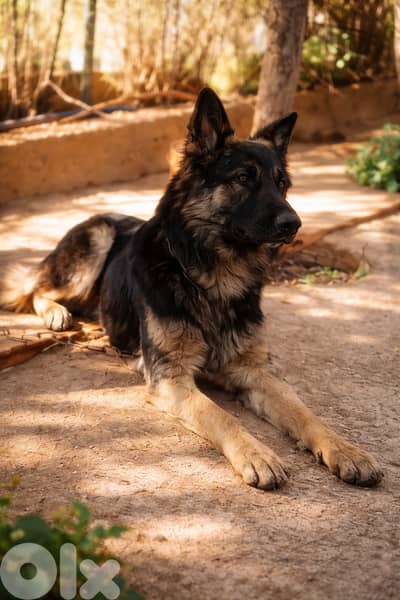 81/783237 - 8 months