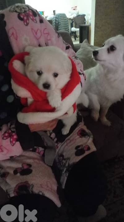 كلب جرو ميني بيشون لولوه