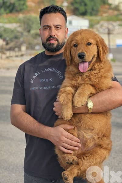High Quality Golden Retriever