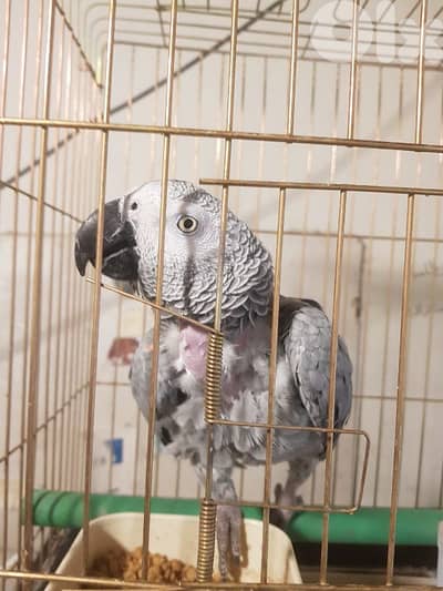 بغباء كاسكو انثى صحتها جيده جدا عالي متكلمه تطلع الايده وعلكتف