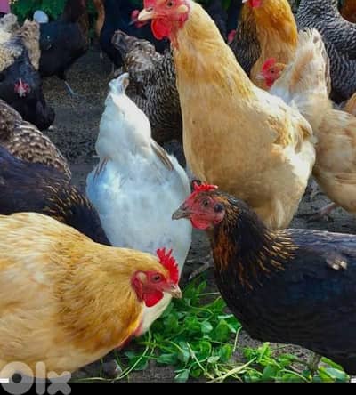 أحلى الأسعار