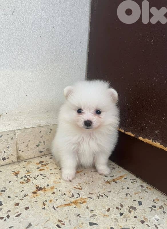 pomeranian loulou 2