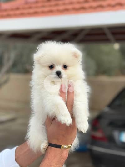 pomeranian Vaccinated 3 months