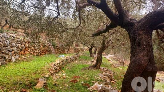 lands for sale Autostrade Batroun-Ouraارض للبيع اوتوسترادالبترون-عورا