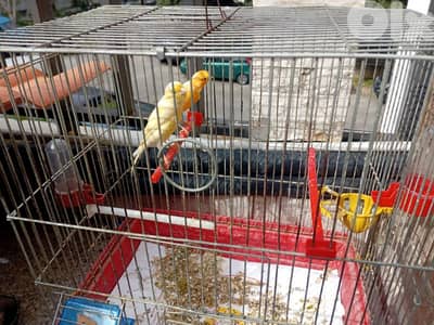 جوز كنرات  جيدين مع قفص  سعر منهي