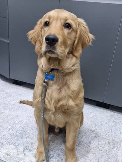 Trained puppy golden retriever