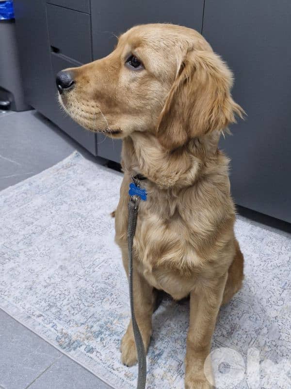 Trained puppy golden retriever 1