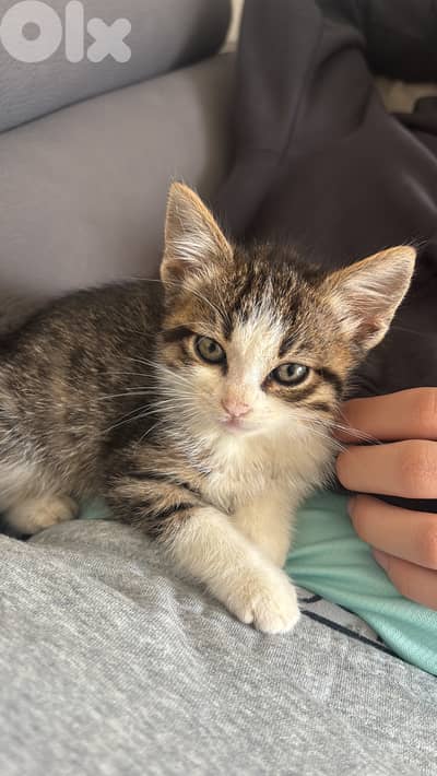 بسة للتبني عمرو شهرين