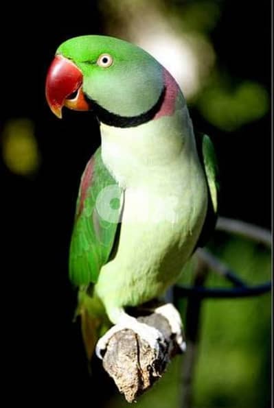 ببغاء دره تزقيم