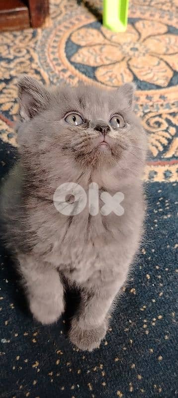 قط صغير العمر ٤٥ يوم