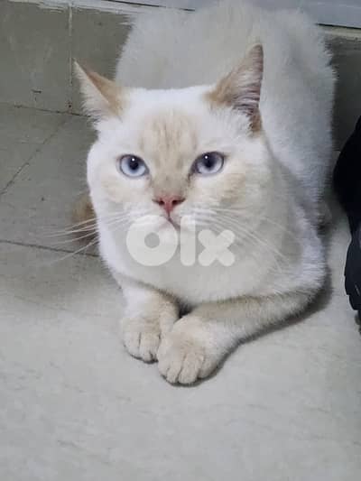 Siamese Male Cat - Adoption