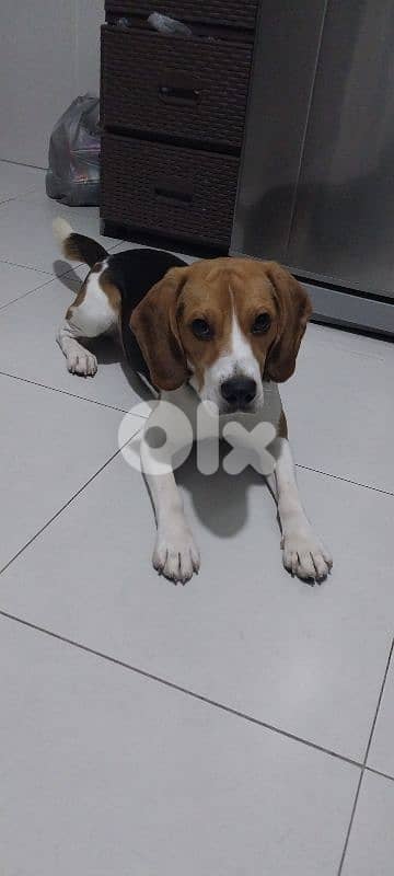 Male beagle 9 month old