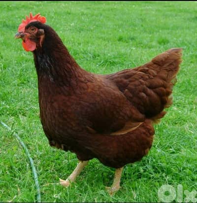 بجدرفل - البترون