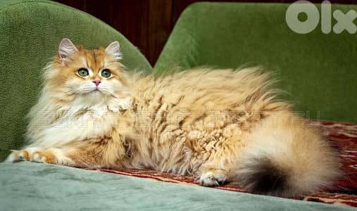 Available British Longhair Male for Mating