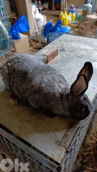 ارنبة عشار عمرا  5 شهور